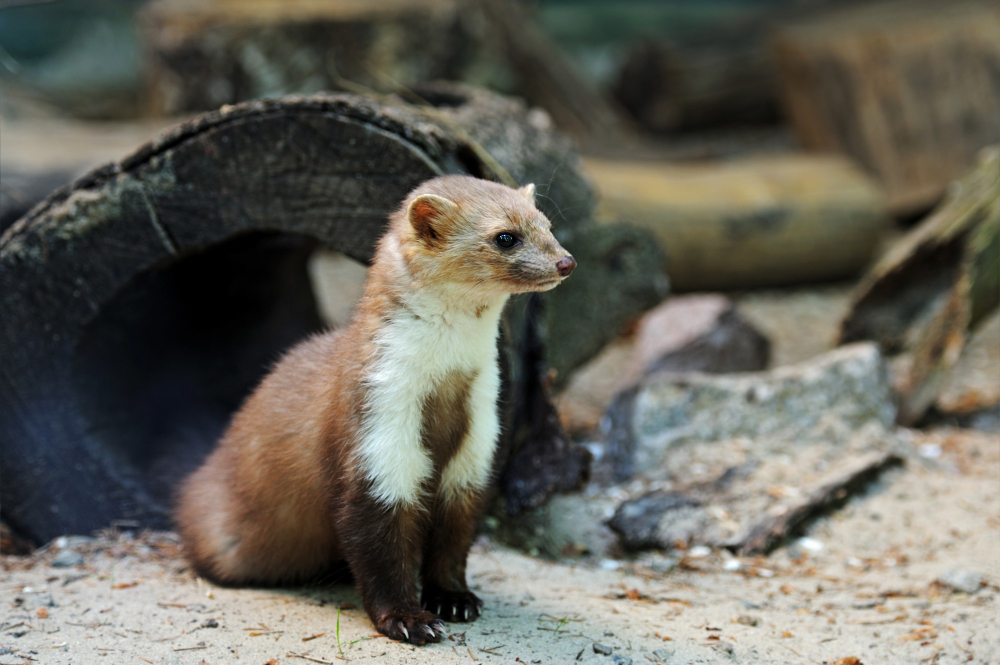 Marten in the attic. How to deal with an intruder?