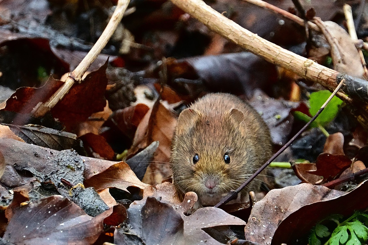 A vole in the garden. How to get rid of it?