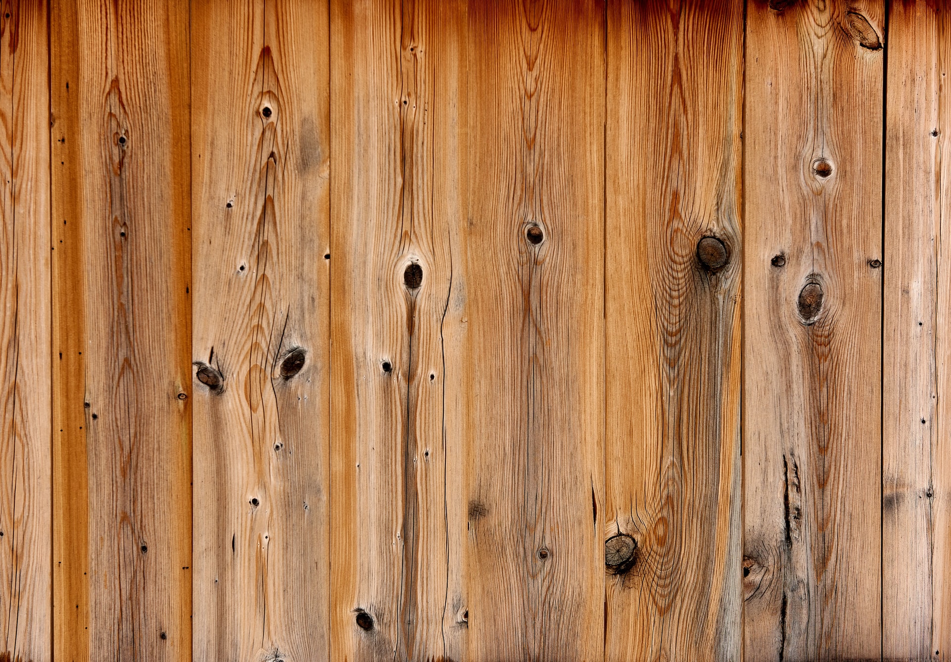Pine wood pests – how to protect the wood?