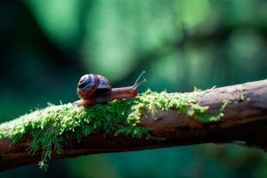 How to get rid of slugs in the garden?