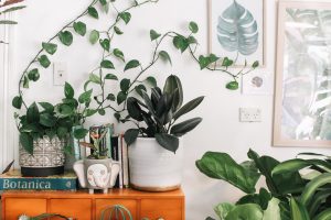 How to get rid of thrips and spider mites from houseplants?