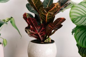 House plant diseases to watch out for in autumn and winter!