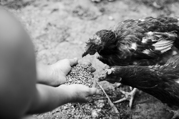 Exploring the impact of organic feed on broiler health and productivity